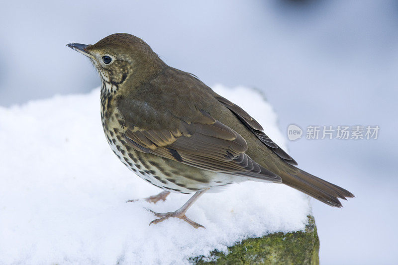 歌鸫(Turdus philomelos)